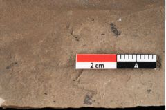 Foto (Detailansicht) von Glyptostrobus europaeus Brongniart (NHMW-GEO-2024-0188-0159)